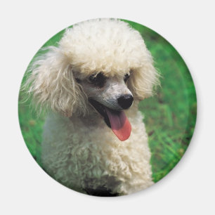 Imán Poodle En La Hierba