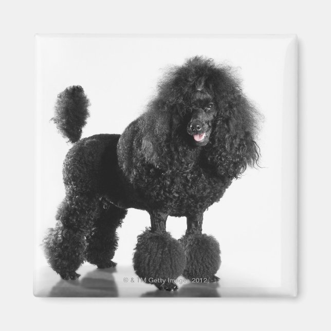 Imán Poodle negro recortado (Frente)
