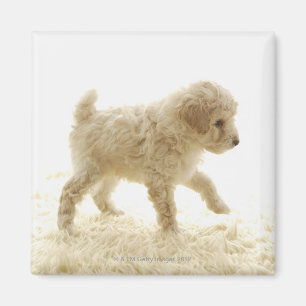 Imán Poodle Puppy