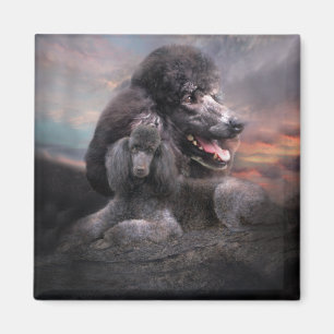 Imán Poodle Rock Magnet