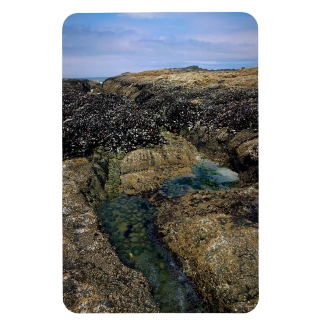 Imán Pools de marea en Bob Creek, OR (Vertical)