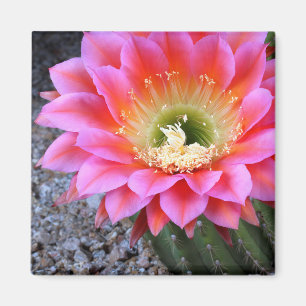 Imán Pop de cactus rosados