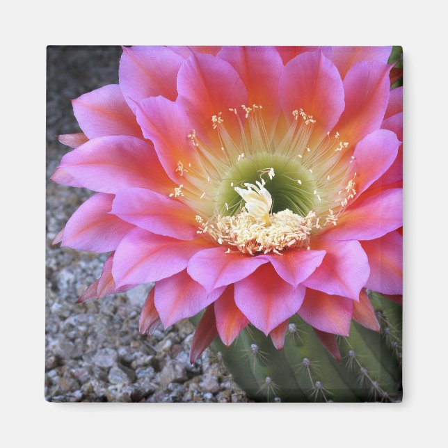 Imán Pop de cactus rosados (Frente)