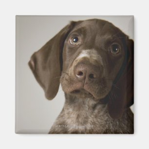 Imán Popa de caza de breves de Alemania