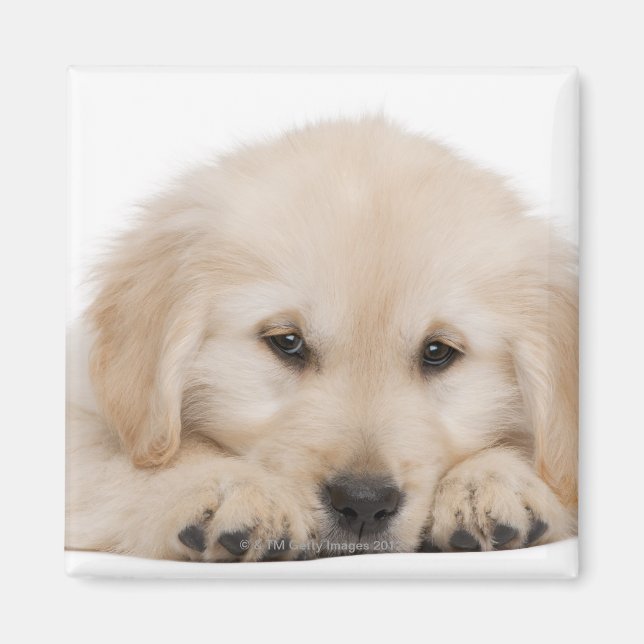 Imán Popa de recuperación de oro (20 semanas de edad) (Frente)