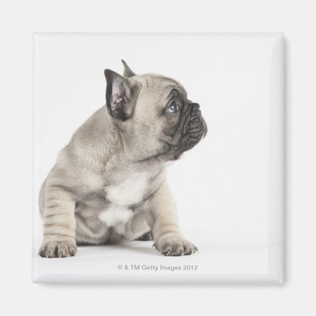 Imán Popa pedigrí (Frente)