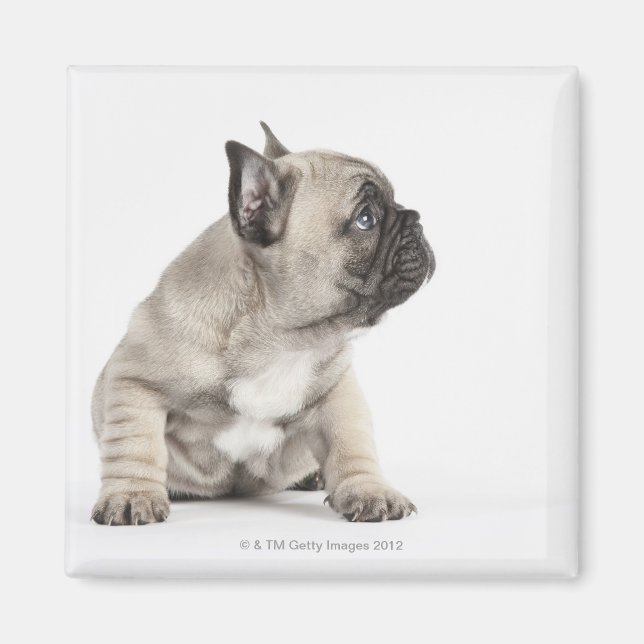 Imán Popa pedigrí (Frente)