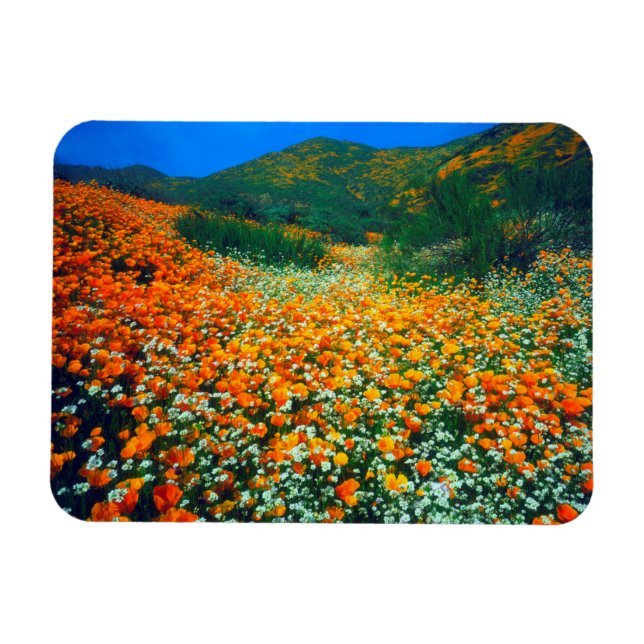 Imán Poppies de California y flores silvestres de popco (Horizontal)