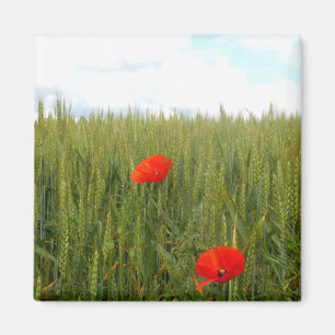Imán Poppies in a Wheat Field Square Magnet