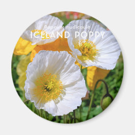 Imán Poppy de Islandia