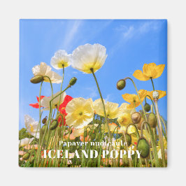 Imán Poppy de Islandia