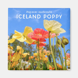 Imán Poppy de Islandia