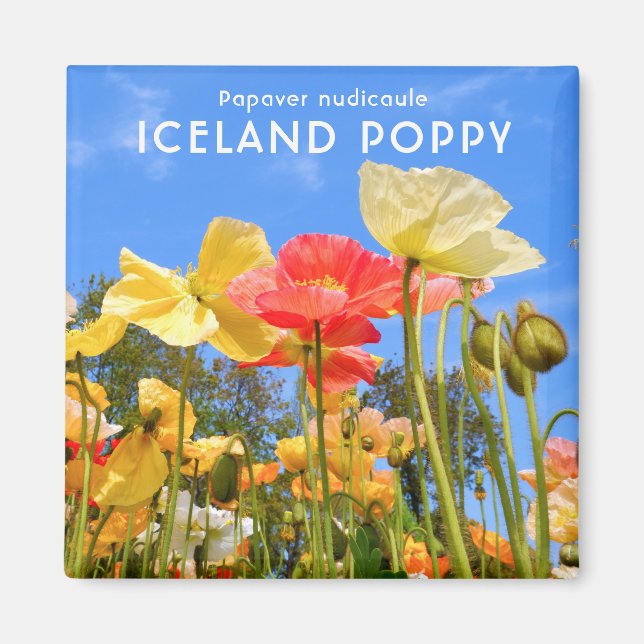 Imán Poppy de Islandia (Frente)