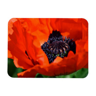 Imán Poppy Oriental
