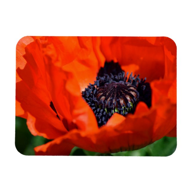 Imán Poppy Oriental (Horizontal)