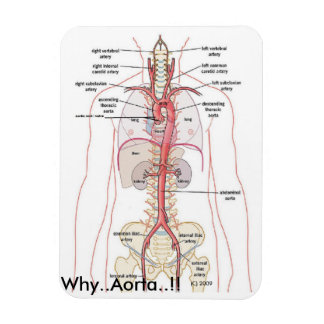 Imán ¡¡¡POR QUÉ... Aorta!!! Anatomía aórtica