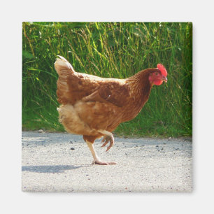 Imán ¿Por qué el pollo cruzó el camino?