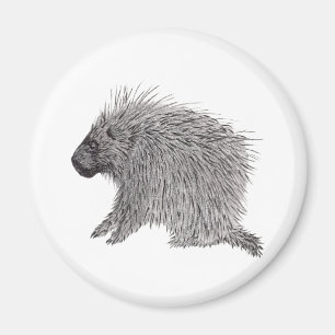 Imán Porcupina