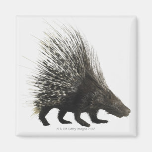 Imán Porcupina