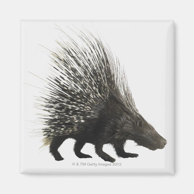 Imán Porcupina (Frente)