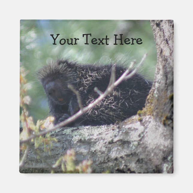 Imán Porcupina En El Árbol Animal Nature Photo Magnet (Frente)