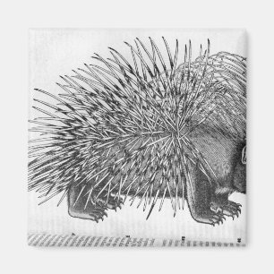 Imán Porcupine, de 'Historia Animalium'