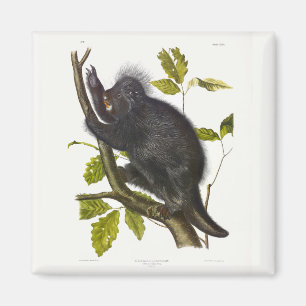 Imán Porcupine de Norteamérica o Canadá por Audubon