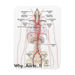 Imán PORQUÉ. ¡Aorta.!!   Anatomía aórtica
