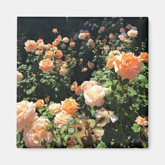 Imán Portland Rosa Garden, OR (Frente)