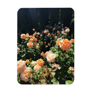 Imán Portland Rosa Garden, OR