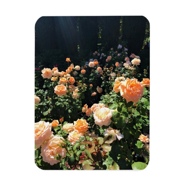 Imán Portland Rosa Garden, OR (Vertical)