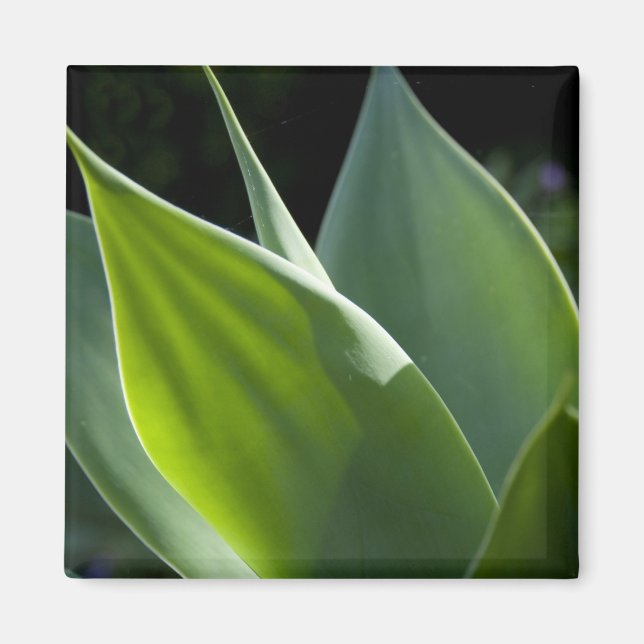 Imán Portugal, Isla Madeira, Funchal. Botánico (Frente)