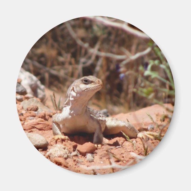 Imán Posando para la cámara (Frente)