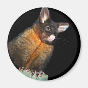 Imán Possum por la noche