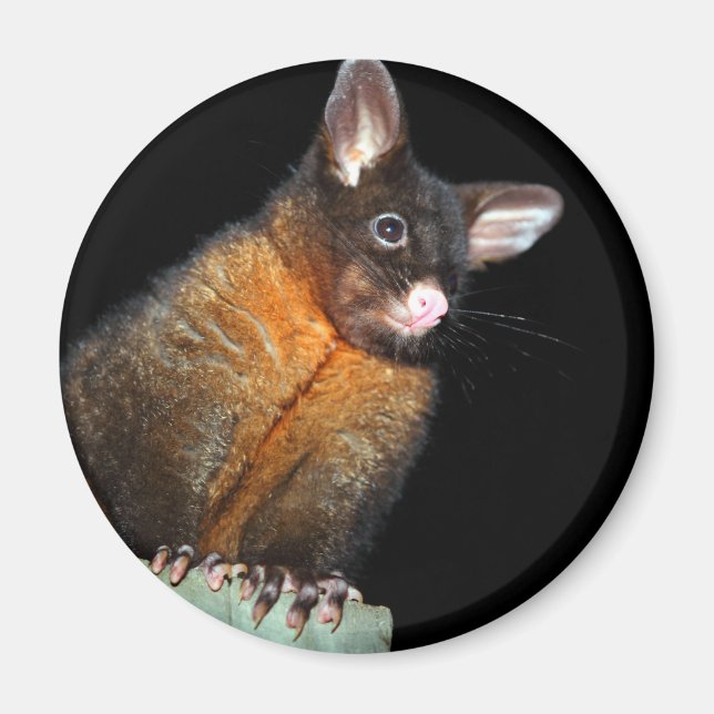 Imán Possum por la noche (Frente)