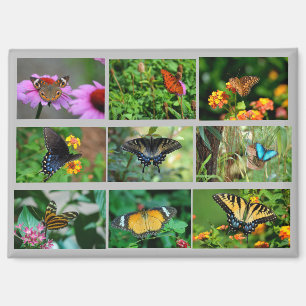 Imán Postal de las mariposas de macros