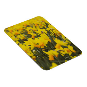 Imán Postales de campo de Daffodil