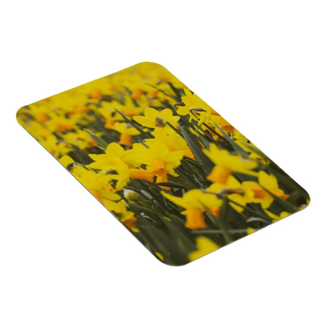 Imán Postales de campo de Daffodil (Lado Derecho)