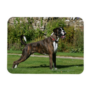 Imán Postura Brindle de la exposición canina del