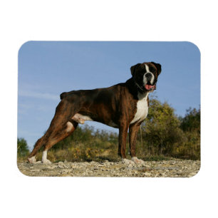 Imán Postura de la exposición canina del boxeador