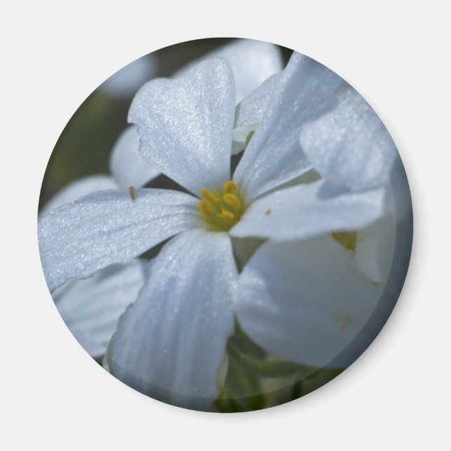 Imán Potencia de flor (Frente)