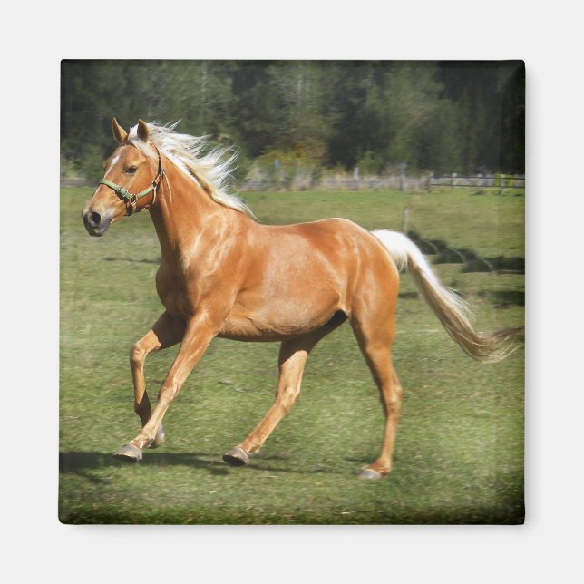 Imán potencia palomina (Frente)