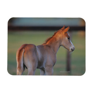 Imán Potro cuarto del caballo