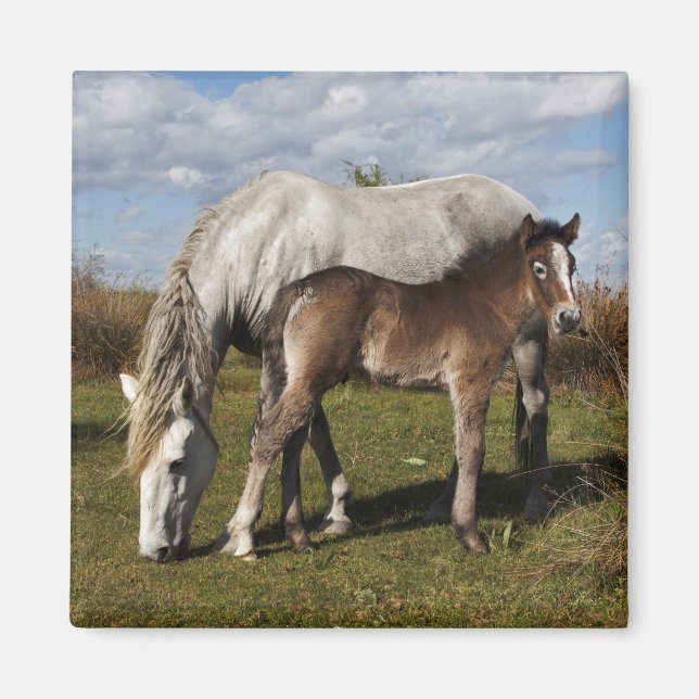 Imán Potro de caballo de Camargue con madre (Frente)