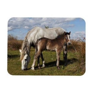 Imán Potro de caballo de Camargue con madre