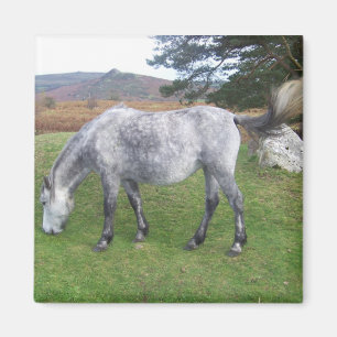 Imán Potro de Dartmoor