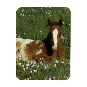 Imán Potro del Appaloosa que coloca en flores