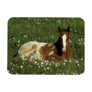 Imán Potro del Appaloosa que coloca en flores