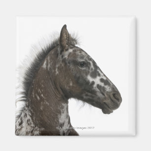 Imán potro del híbrido entre un Appaloosa y una a