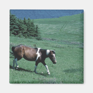 Imán Potro en pasto